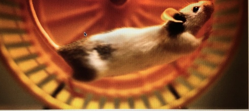 hamster image
